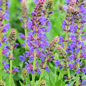 Sallyrosa April Night Meadow Sage 4.25"/quart pot