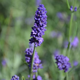 Sweet Romance Lavender 4.25"/quart pot - Proven Winners