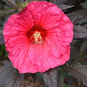 Summerific Evening Rose Hibiscus #3 gallon pot