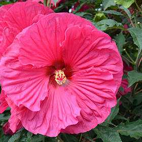 Summer In Paradise Hibiscus #2 gallon pot