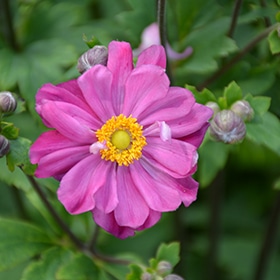 Curtain Call Deep Rose Anemone #1 gallon pot
