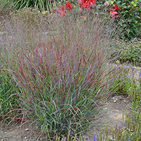 Cheyenne Sky Switch Grass #2 gallon pot - Proven Winners