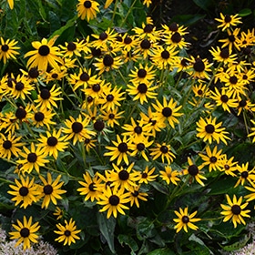 Little Goldstar Coneflower #1 gallon pot