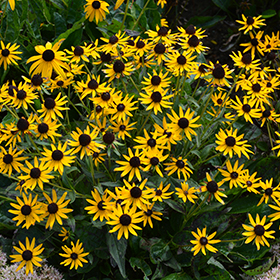 Little Goldstar Coneflower #1 gallon pot