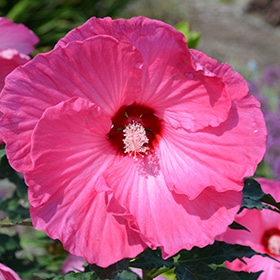 Airbrush Effect Hibiscus #3 gallon pot