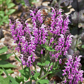 Color Spires Back to the Fuchsia Sage #1.5 gallon pot - Proven Winners