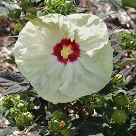 Summerific French Vanilla Hibiscus #3 gallon pot - Proven Winners