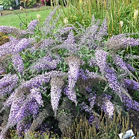 Grand Cascade Butterfly Bush #3 gallon pot