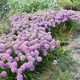 Serendipity Ornamental Onion #1 gallon pot - Proven Winners