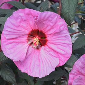 Summerific Berry Awesome Hibiscus #3 gallon pot - Proven Winners