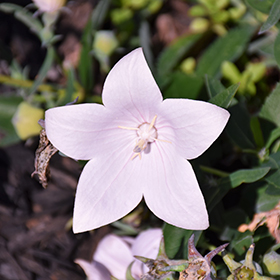 Pop Star Pink Balloon Flower #1 gallon pot