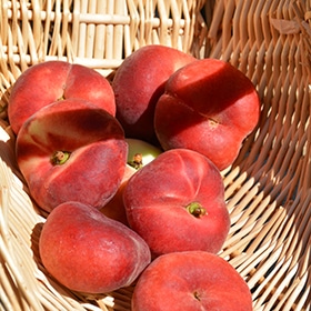Stark Saturn Peach #7 gallon pot