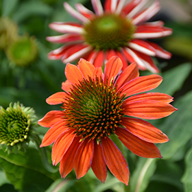Artisan Red Ombre Coneflower #1 gallon pot
