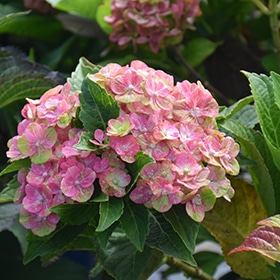 Tilt-A-Swirl Hydrangea #3 gallon pot - Bloomin' Easy