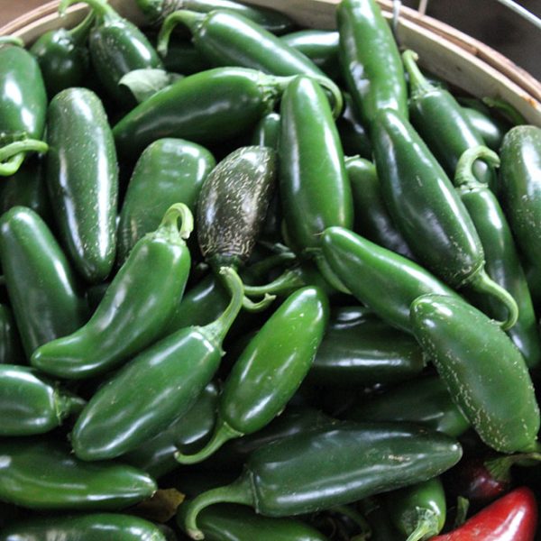Chef Jeff Jalapeno Pepper