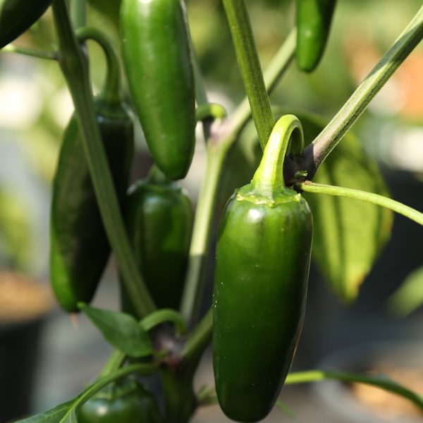Chef Jeff "Mucho Nacho" Salsarific Pepper