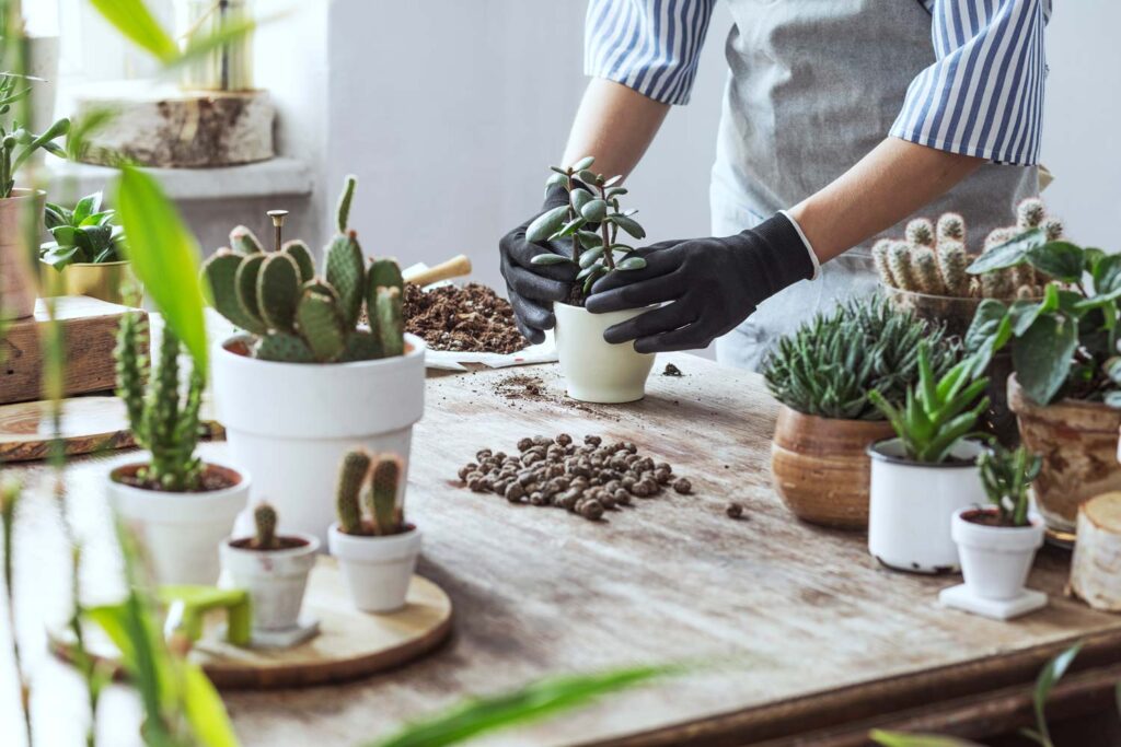 Choosing the Perfect Container
