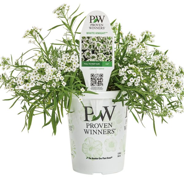Proven Winners Sweet Alyssum  White Knight
