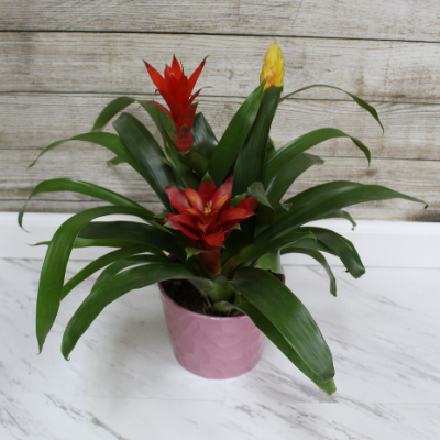 Bromeliad